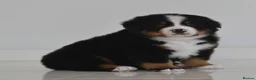 Bernese Mountain Dog dogs for sale: KC REGISTERED BERNEESE PUPPIES  - Advert 7