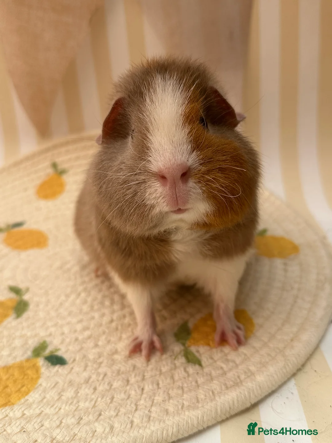 Guinea Pig rodents for sale: Teddy guinea pigs  - Advert 21