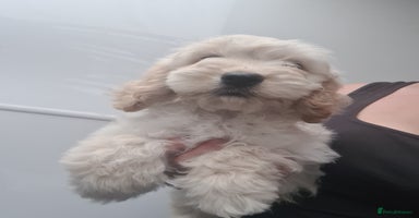 Cockapoo dogs - Advert 2