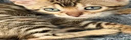 Bengal cats for sale: Beautiful bengals - Advert 8