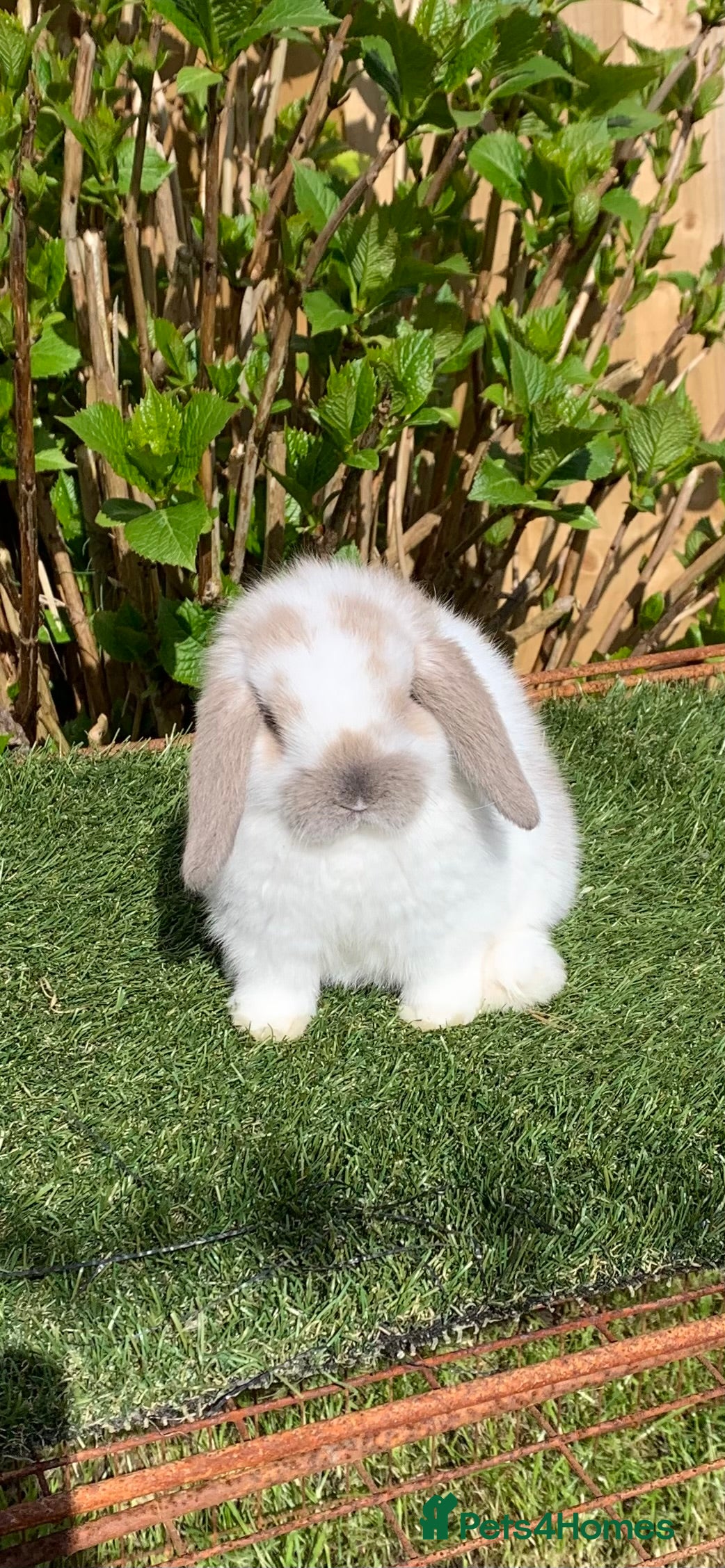 Mini Lop rabbits Pure bred mini lops baby Rabbits. - Advert 1