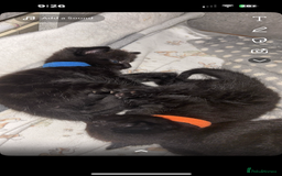 British Longhair cats for sale: British longhair cross ragdoll kittens for sale! - Image 6