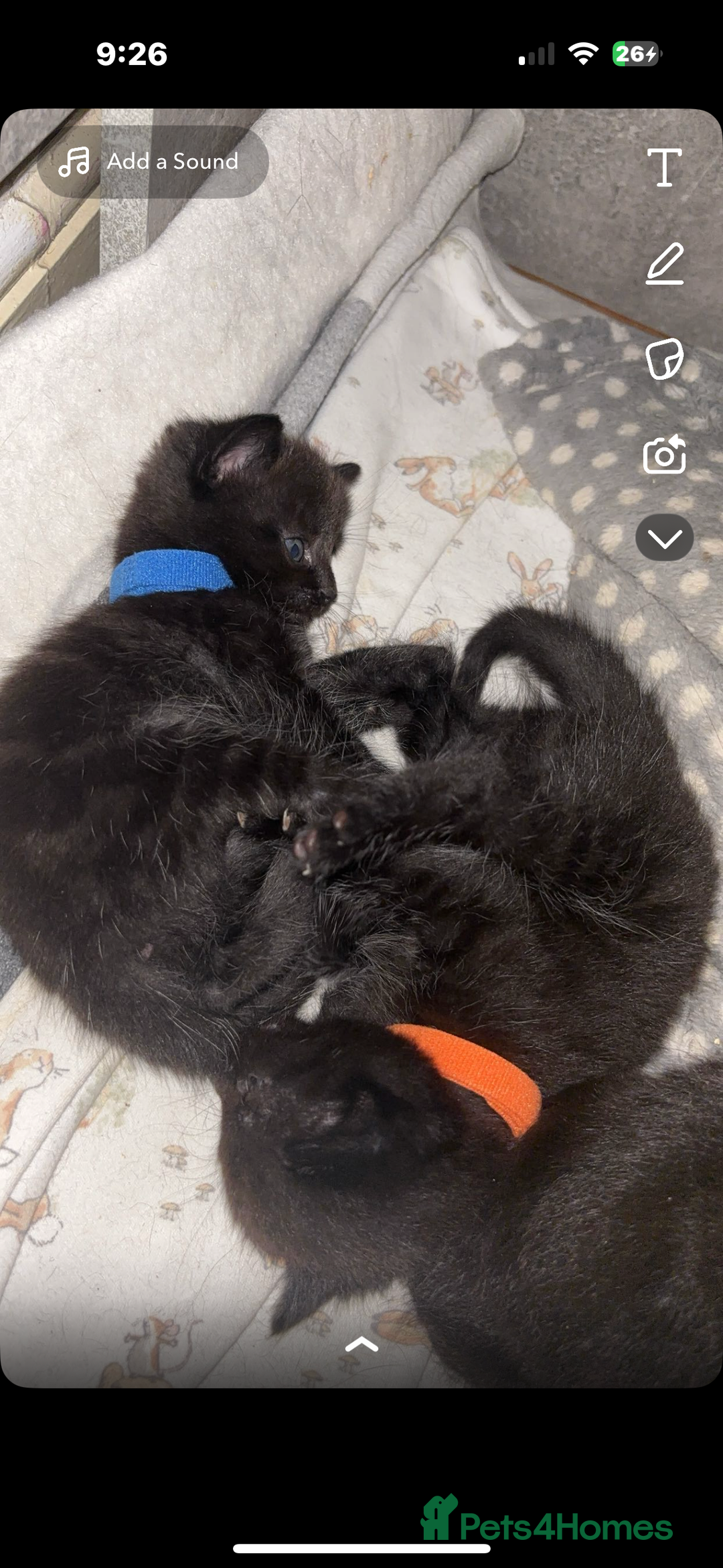 British Longhair cats for sale: British longhair cross ragdoll kittens for sale! - Image 6