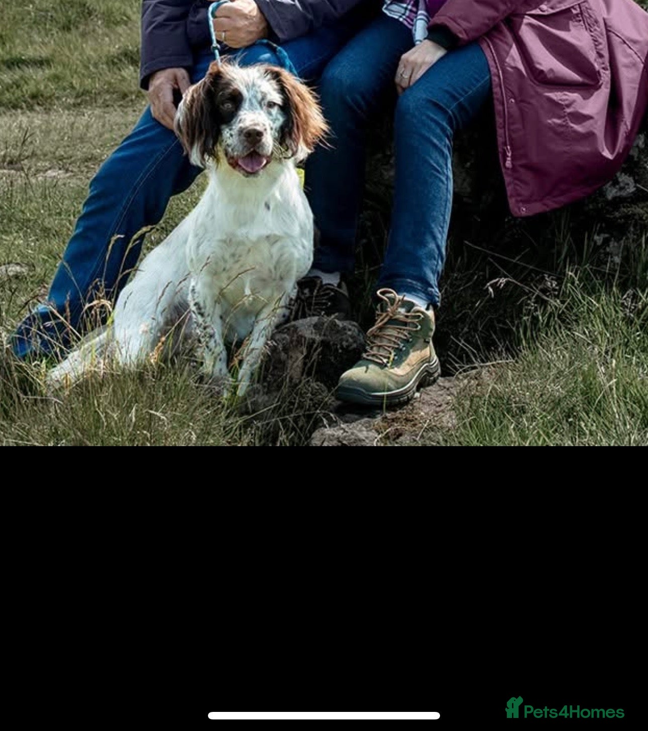 English Springer Spaniel dogs 2 year old spaniel for sale  - Advert 1