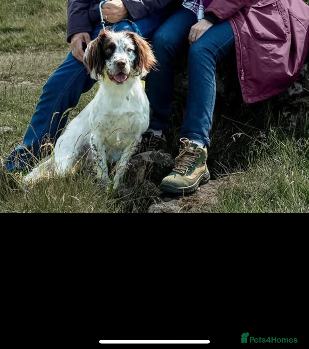 English Springer Spaniel dogs for sale: 2 year old spaniel for sale  in Cupar - Advert 1