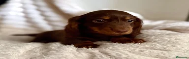 Miniature Dachshund 1