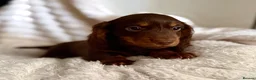 Miniature Dachshund dogs for sale: Miniature dachshund puppies  - Advert 7