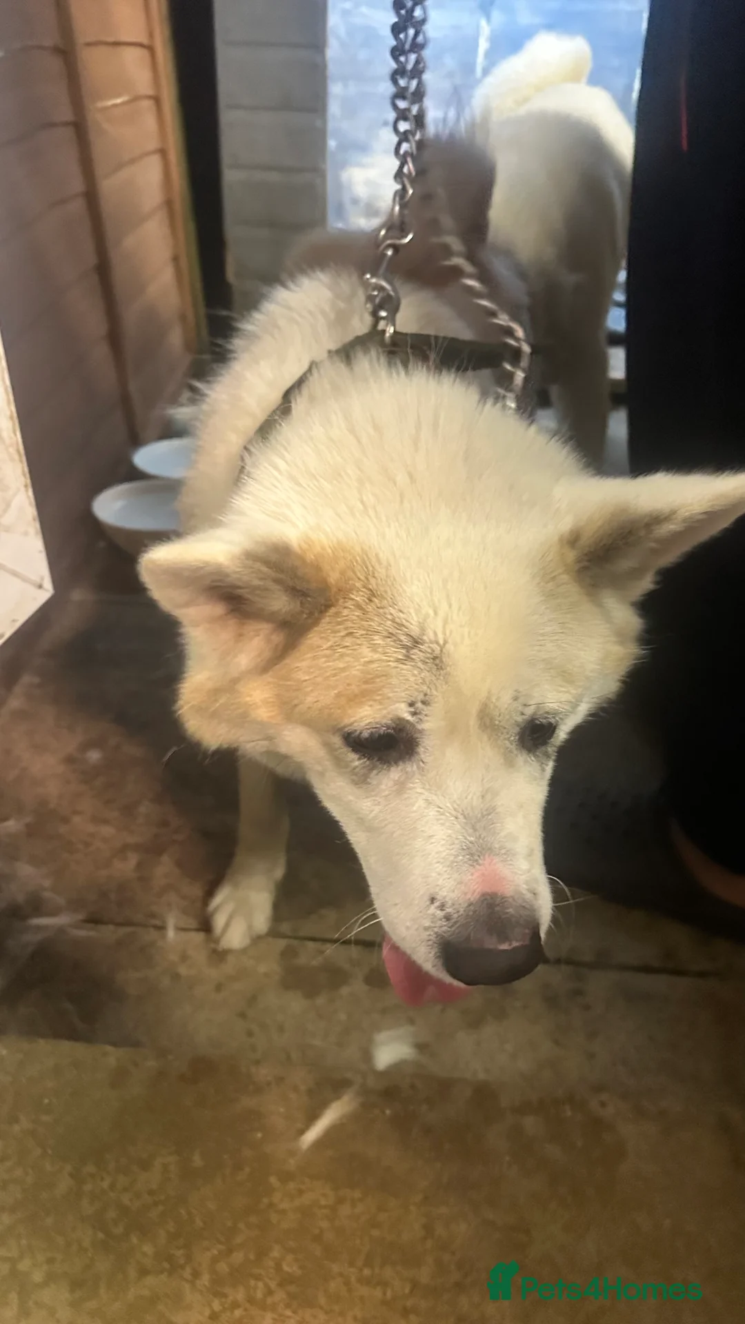 Akita dogs for sale: Akita in need of rehoming  - Advert 5