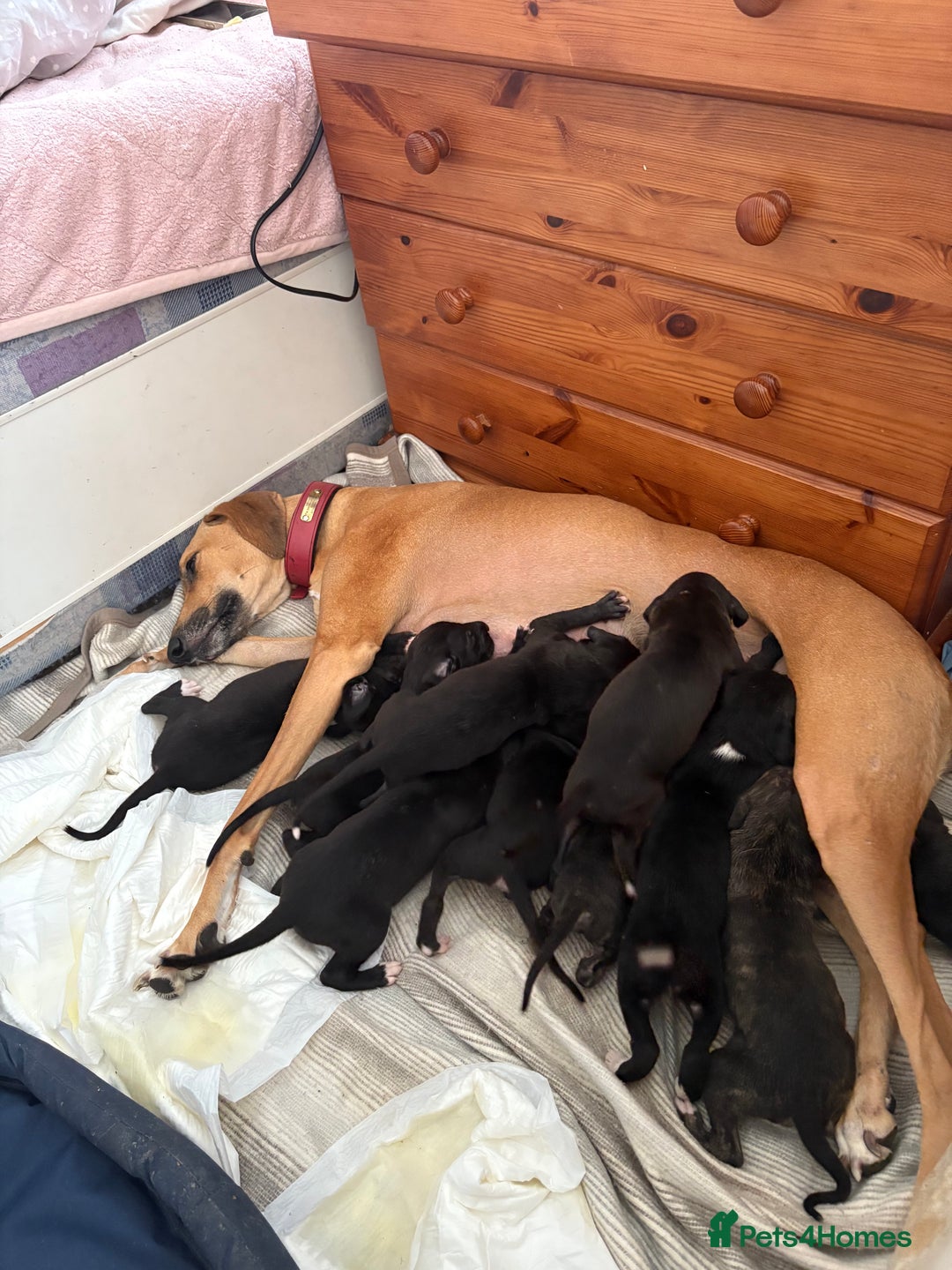 Mixed Breed dogs for sale: Saluki x lurcher/whippet puppies - Image 10