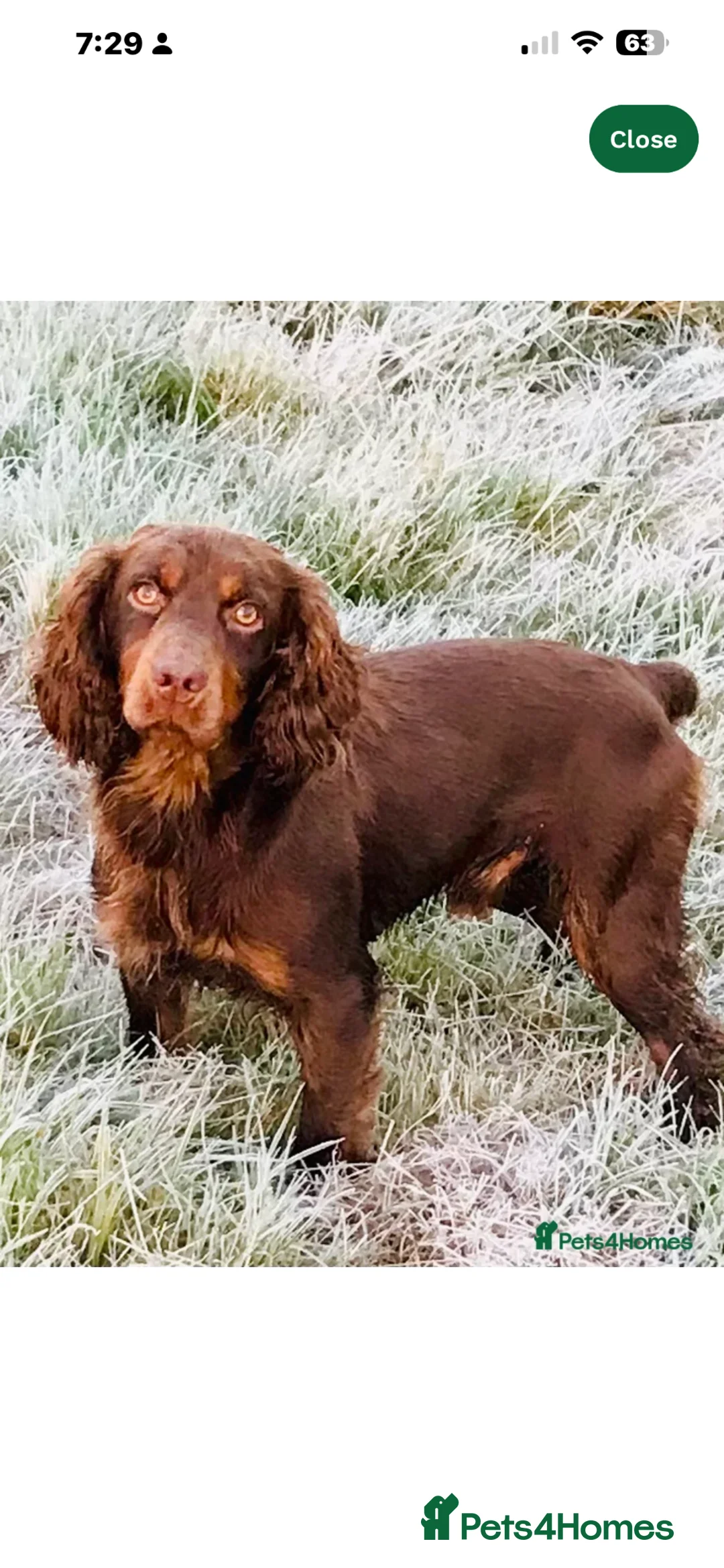 Cocker Spaniel dogs for sale: Confirmed litter  - Advert 2