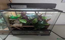 Frog reptiles for sale: Tree Frog & full setup - Image 5