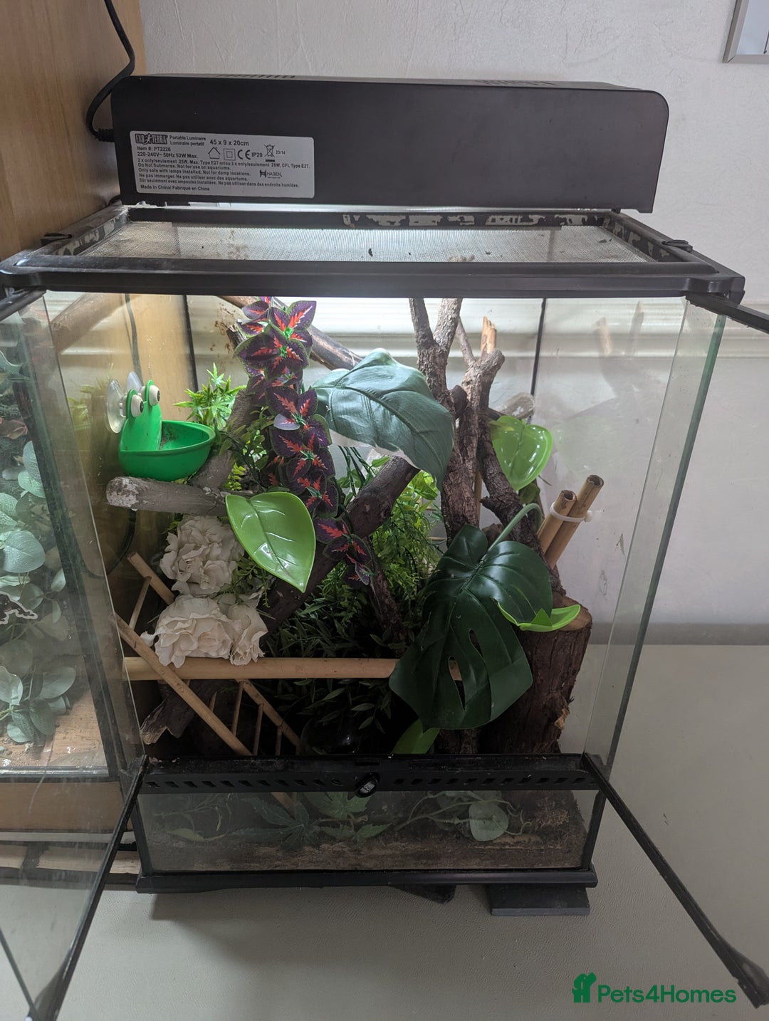 Frog reptiles for sale: Tree Frog & full setup - Image 5
