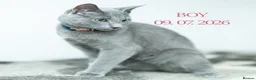 Russian Blue cats for sale: Russian Blue Boy Pedigree  - Advert 3