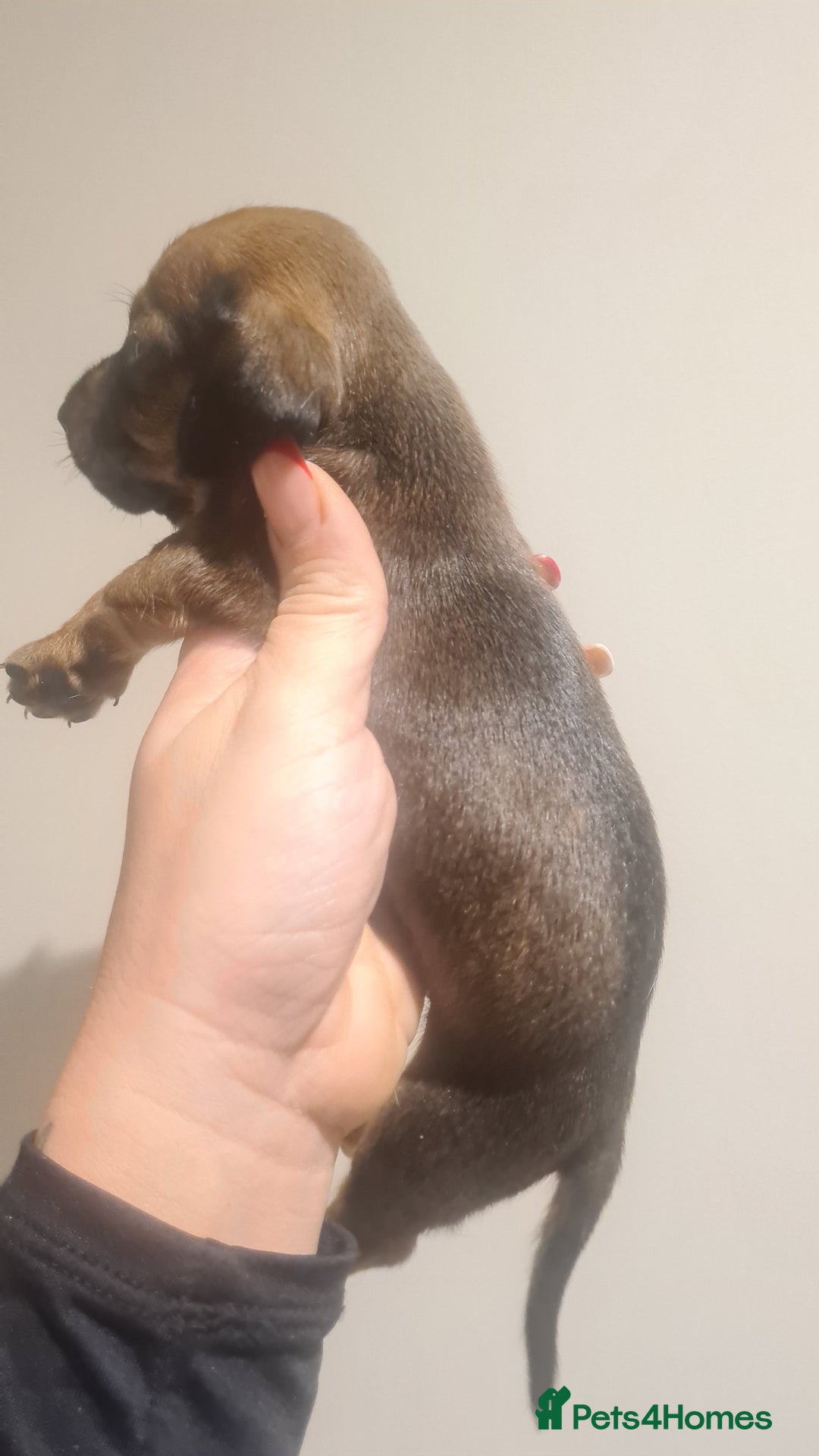 Miniature Dachshund dogs for sale: Beautiful bundle of boy mini daxies  - Advert 13