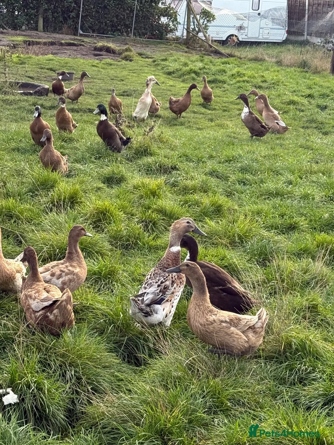 Chickens poultry for sale: Chickens an ducks  - Advert 2
