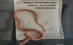 Corn Snake reptiles for sale: Cornsnake Hatchlings - Image 9