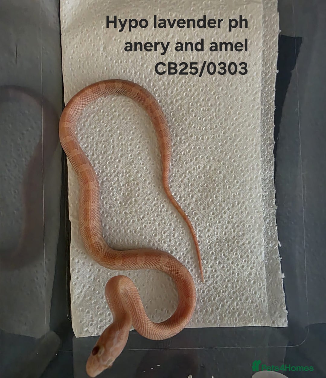 Corn Snake reptiles for sale: Cornsnake Hatchlings - Image 9