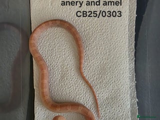 Corn Snake reptiles - Advert 7