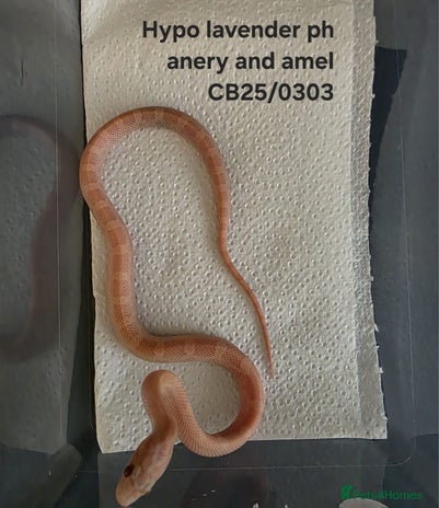 Corn Snake reptiles - Advert 13
