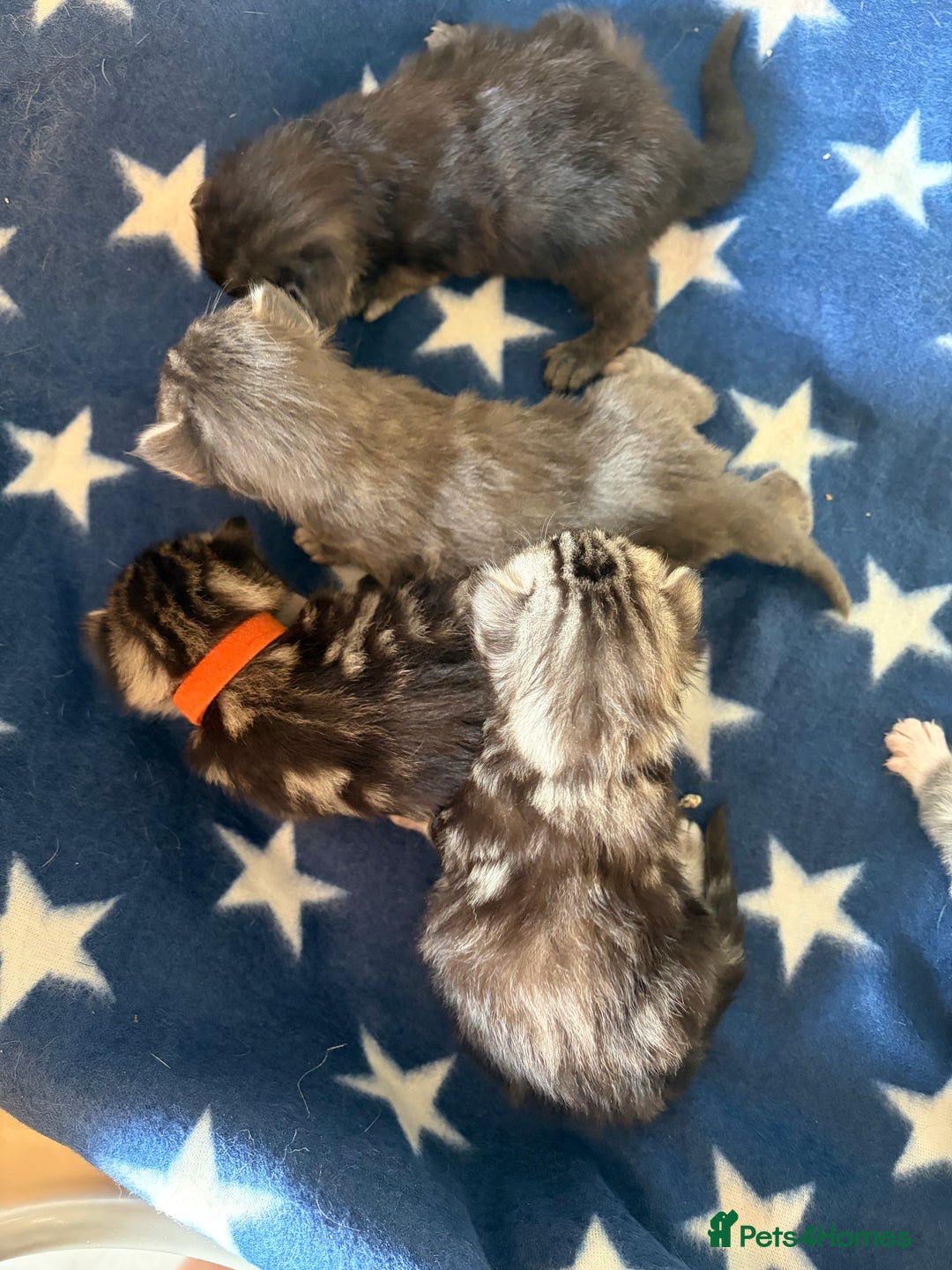 Maine Coon cats for sale: Last little girl - ready now - Advert 1