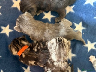 Maine Coon cats Last 2 remaining of 7 beautiful kittens - Advert 9