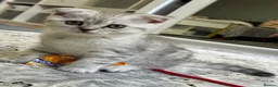 Scottish Fold cats for sale: Adorable Scottish Fold Girl Kitten 8 weeks old E18 - Advert 5