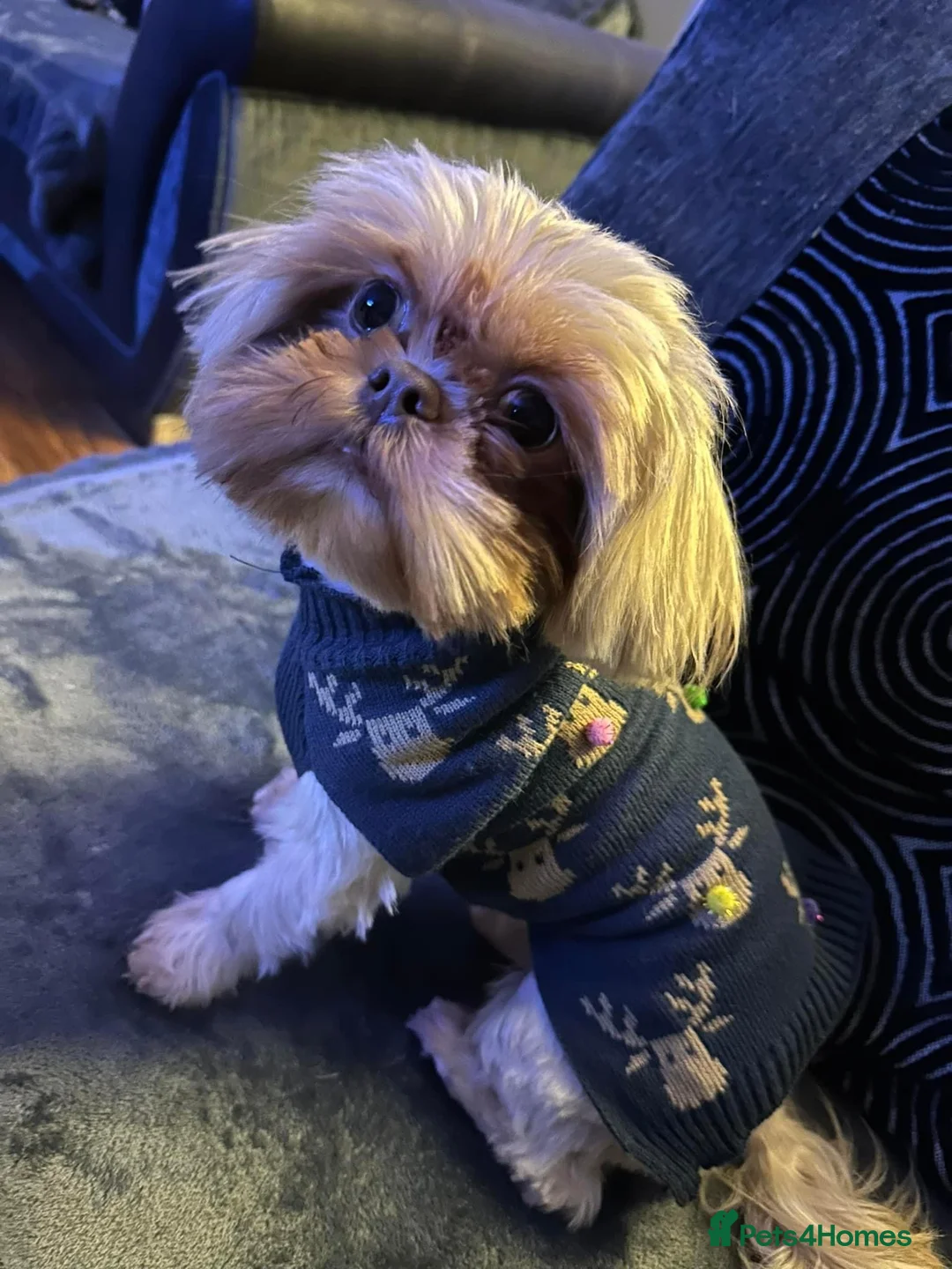 Shih Tzu dogs for stud: Dobie carrier imperial shihtzu  - Advert 1