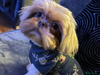 Shih Tzu dogs Dobie carrier imperial shihtzu - Advert 3