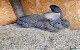 Continental Giant rabbits for sale: Massive Giant Rabbit Female - Advert 4