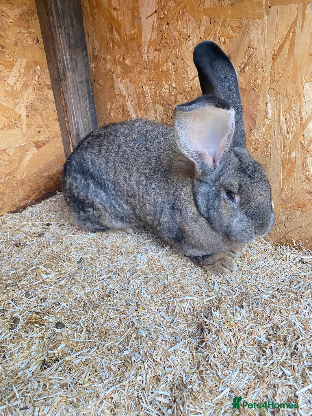 Continental Giant rabbits for sale: Massive Giant Rabbit Female - Advert 4
