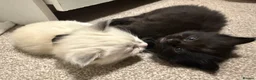Ragdoll cats for sale: Two Rare full black kittens of Ragdool  - Advert 4