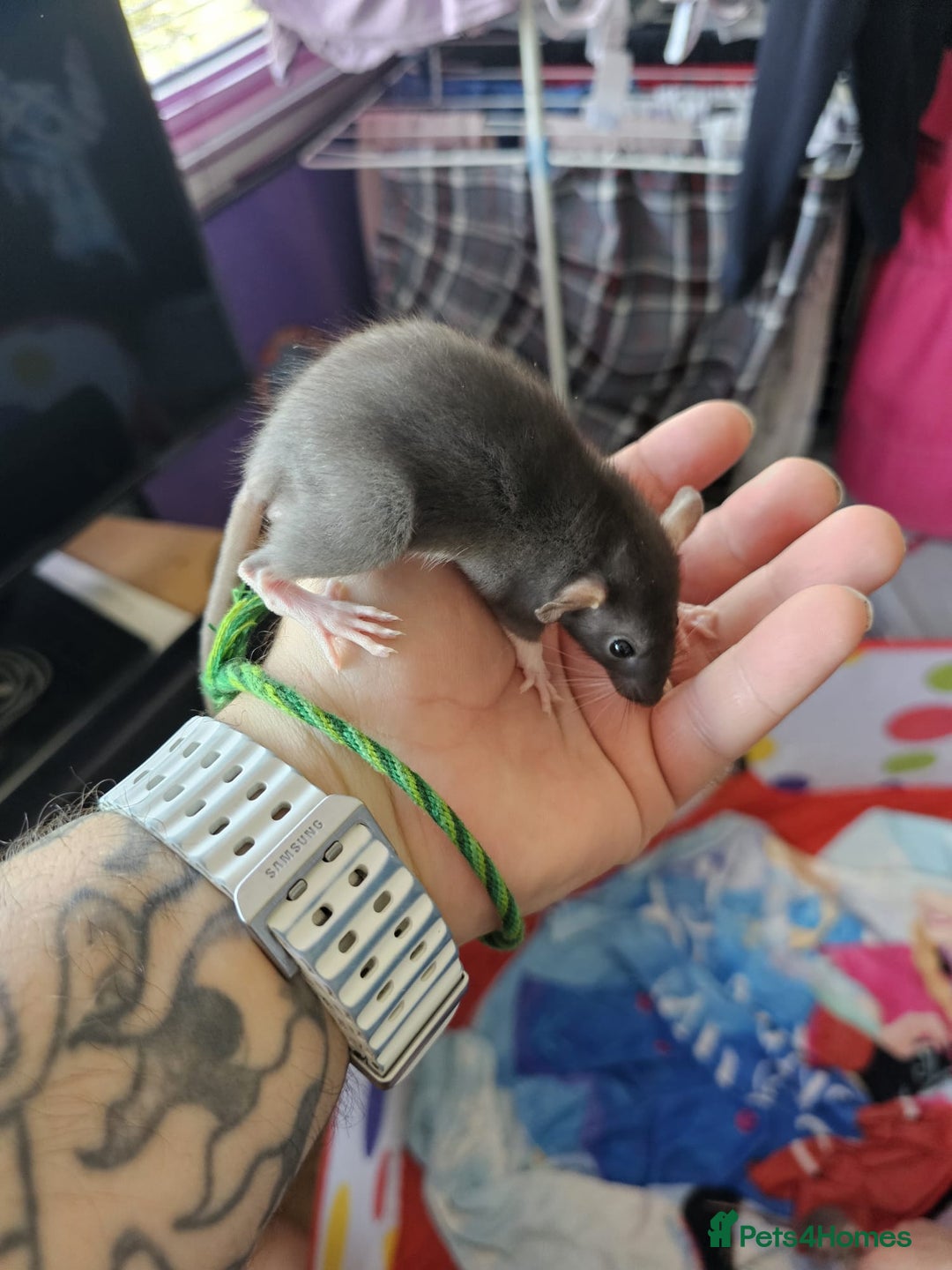 Rat rodents for sale: male and female rats for sale - Image 4