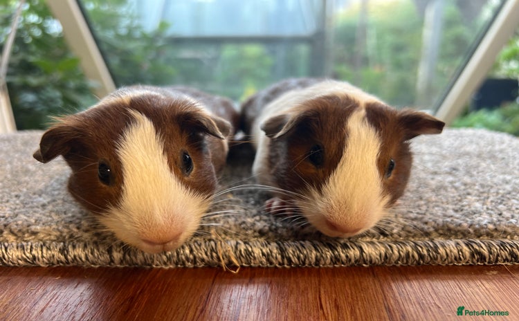 Guinea Pig rodents - Advert 1