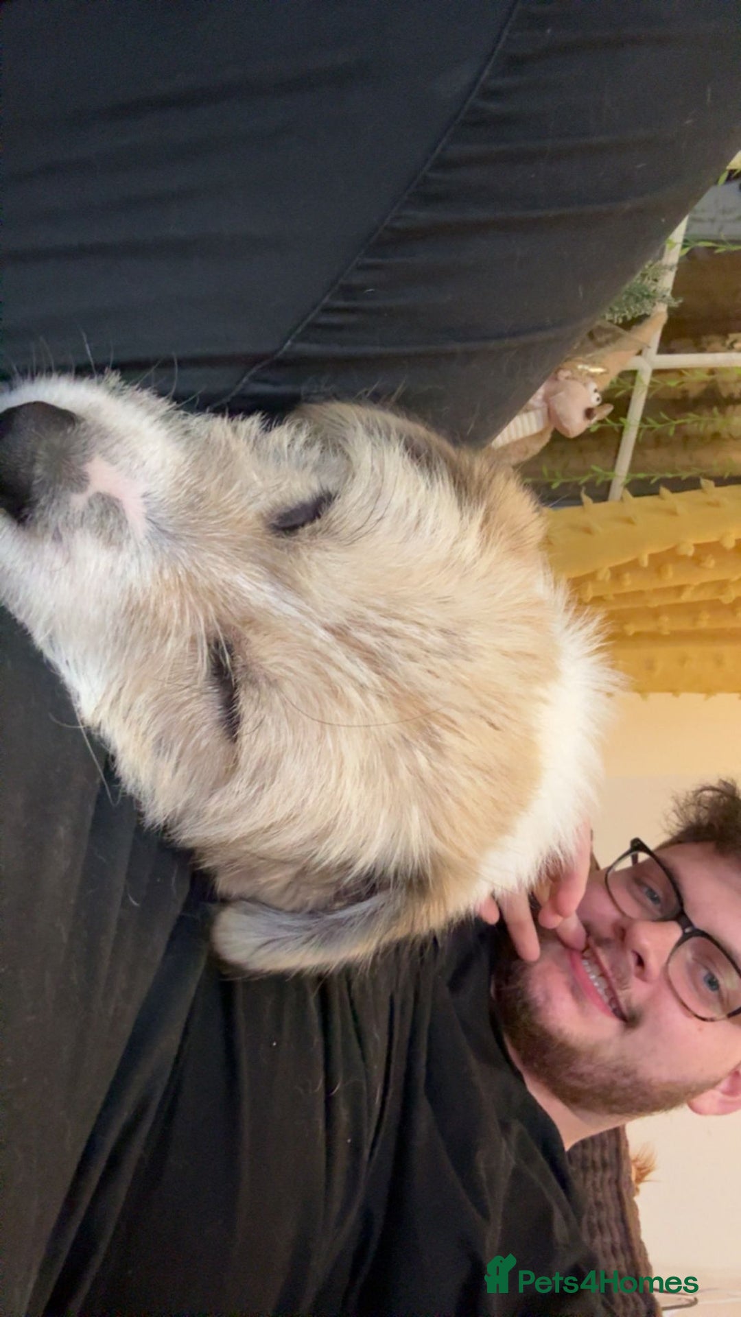 Mixed Breed dogs for adoption: Pumpkin for adoption - Advert 5