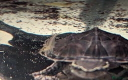 Turtle reptiles for sale: 2 Musk Turtles and 40 gallon tank set up - Image 13