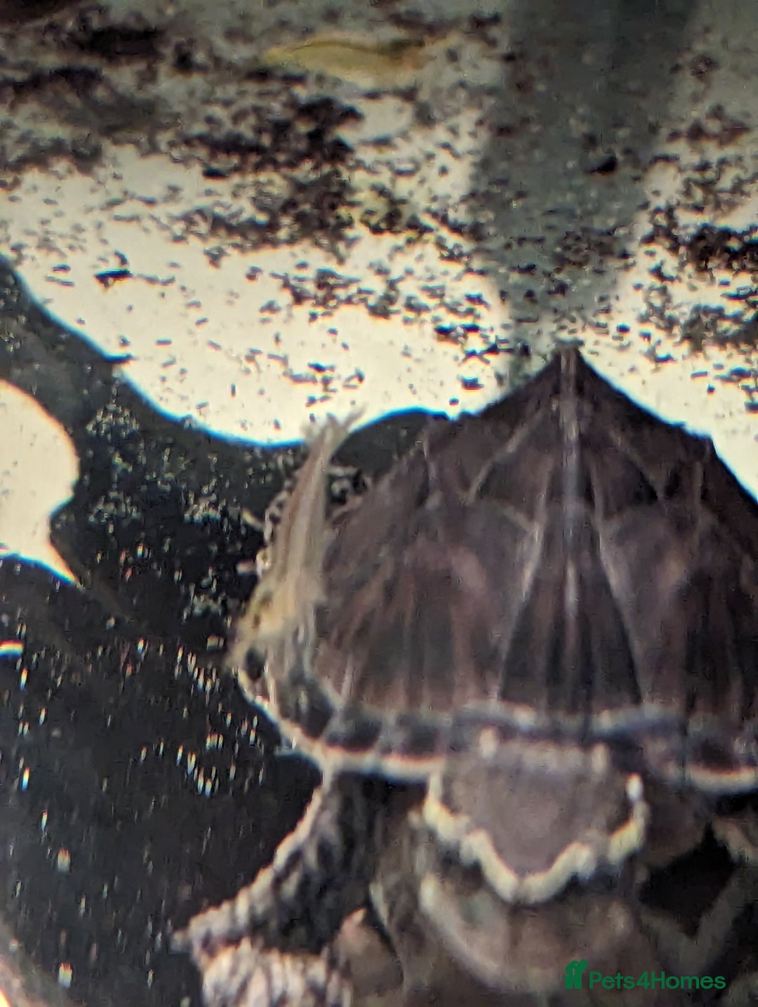 Turtle reptiles for sale: 2 Musk Turtles and 40 gallon tank set up - Image 13