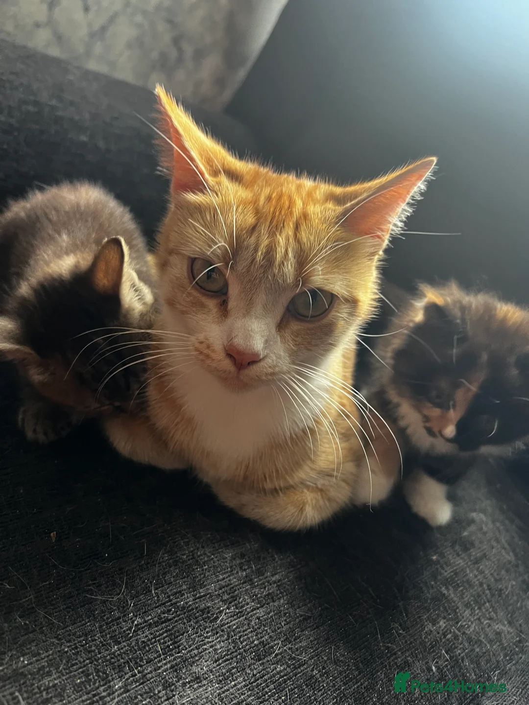 Mixed Breed cats for sale: 2 Adorable kittens for sale both male  - Advert 2