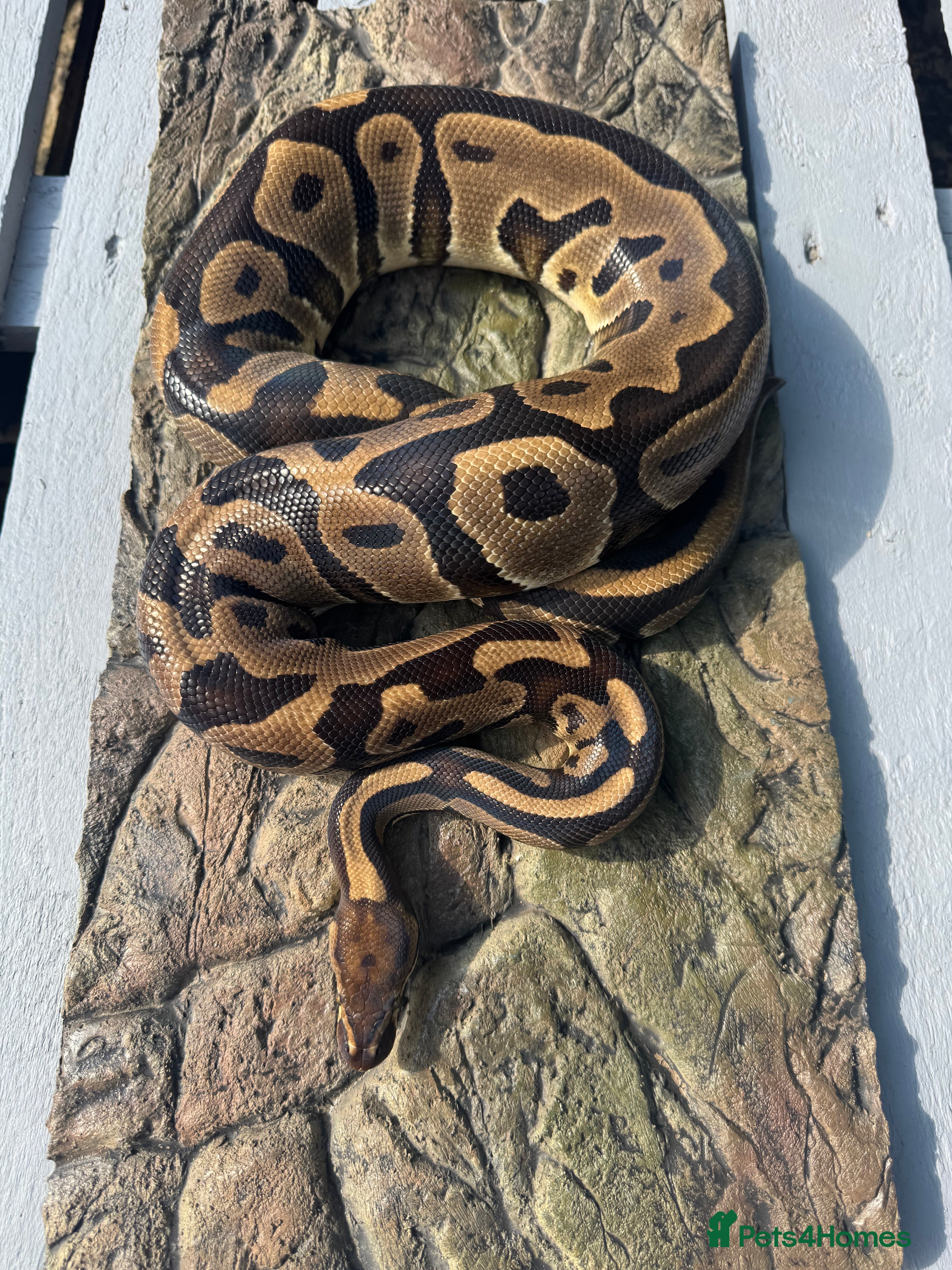 Python Snake reptiles Adult Female leopard het clown - Advert 19