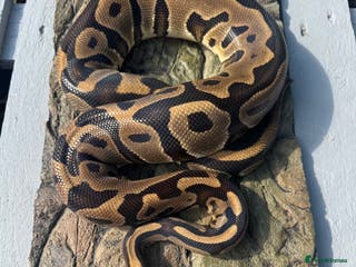 Python Snake reptiles Adult Female leopard het clown - Advert 18
