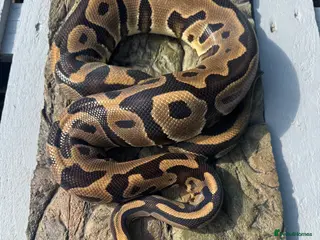 Python Snake reptiles Adult Female leopard het clown - Advert 20