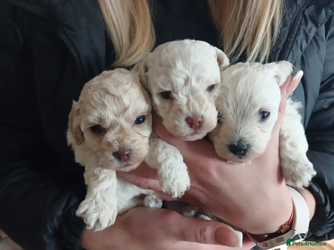 Havapoo dogs for sale: havapoo, beautiful puppies, 4 boys and 2 girls in Frome - Advert 1