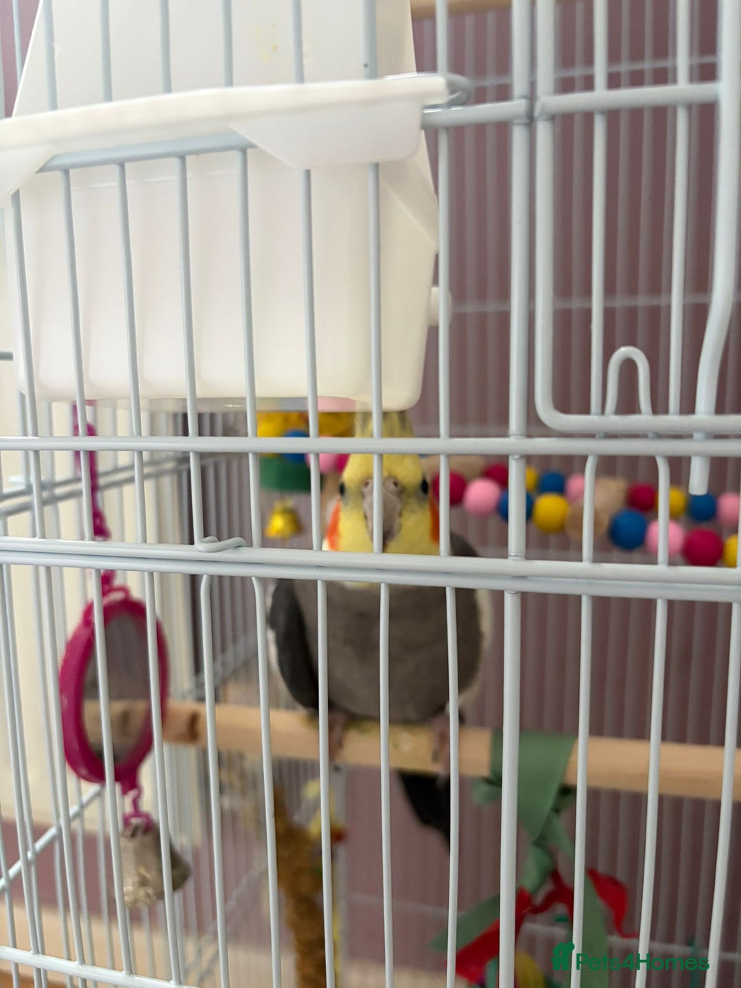 Cockatiels birds for sale: Cockatiel male  - Advert 5