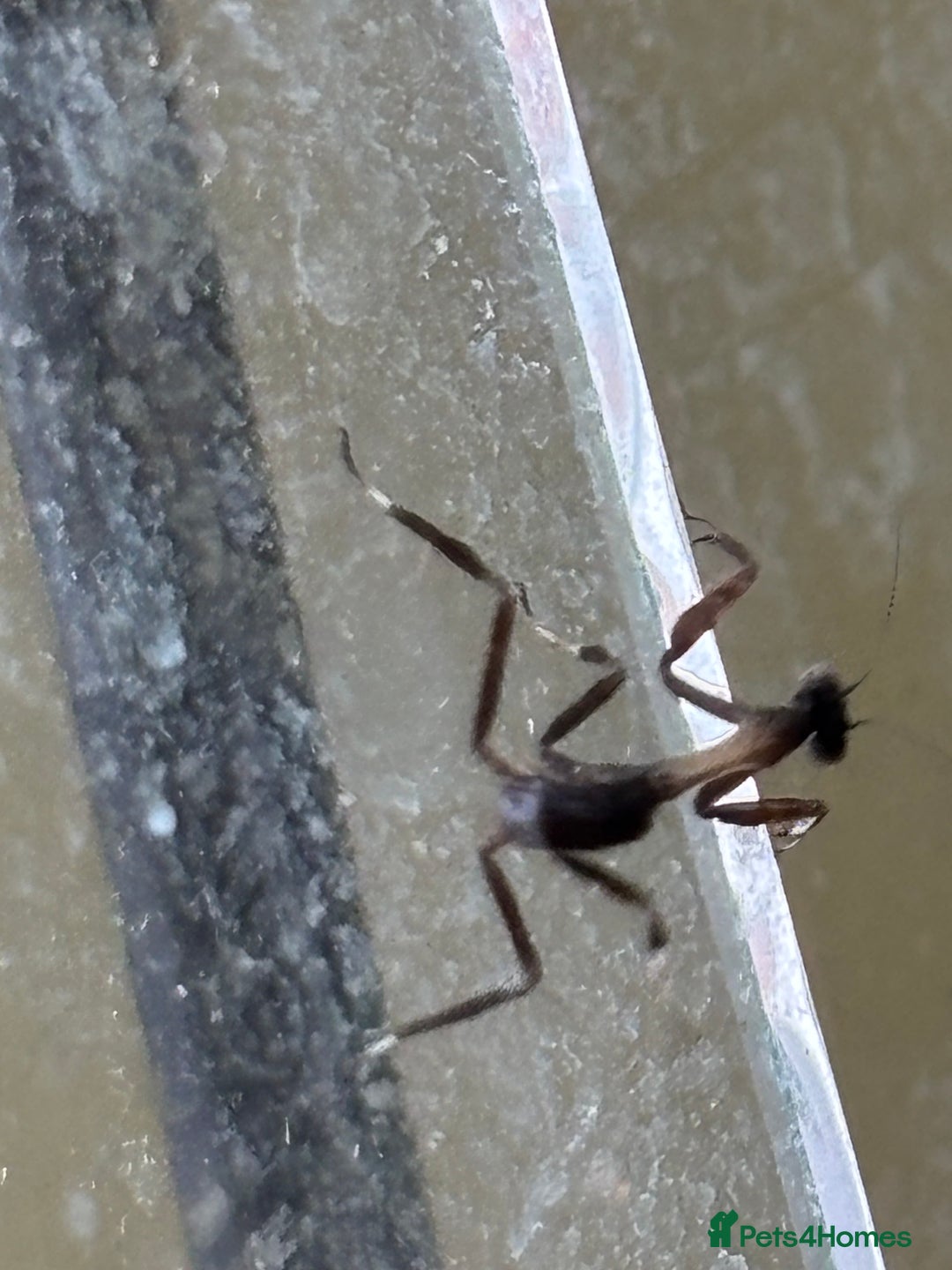 Praying Mantis invertebrates for sale: African twig mantises x20 - Image 2