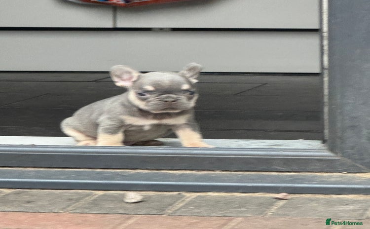 French Bulldog dogs - Advert 2