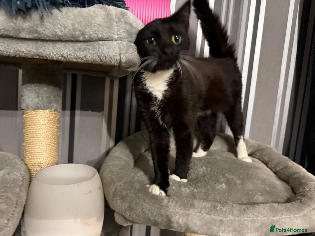 Domestic Shorthair cats for sale: Make kitten  - Advert 1