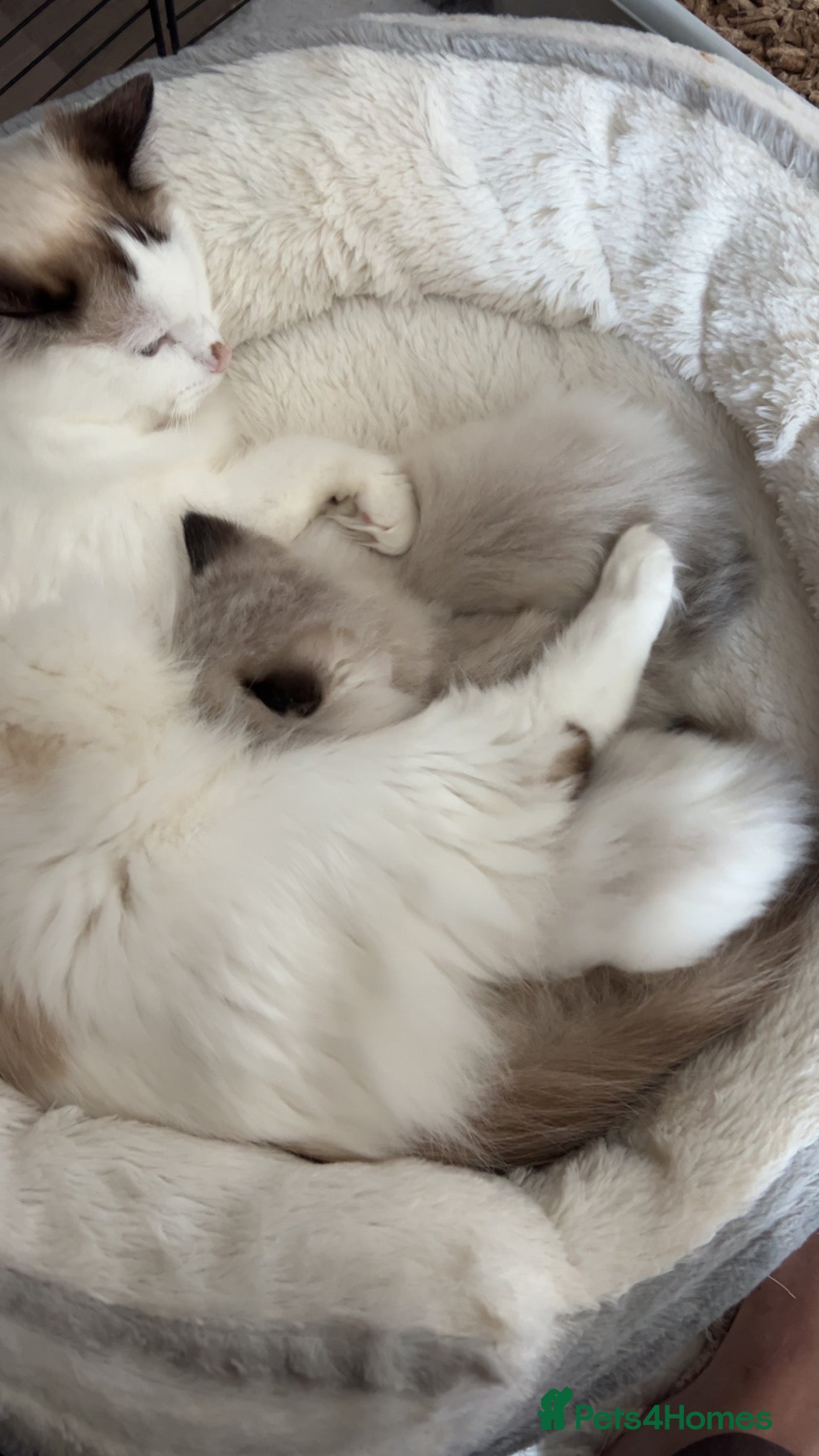 Ragdoll cats Ragdolls  - Advert 1