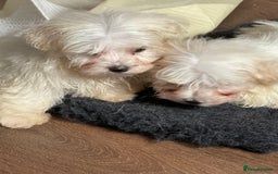 Maltese dogs for sale: Beautiful Maltese puppies ready to go. - Image 8