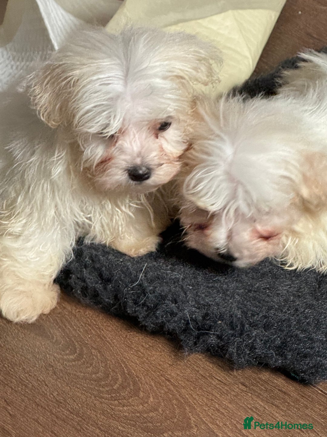 Maltese dogs for sale: Beautiful Maltese puppies ready to go. - Image 8