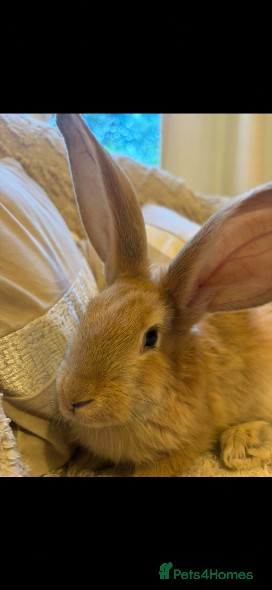 Continental Giant rabbits for sale: One left Lovely continental Giants baby rabbits  - Advert 9