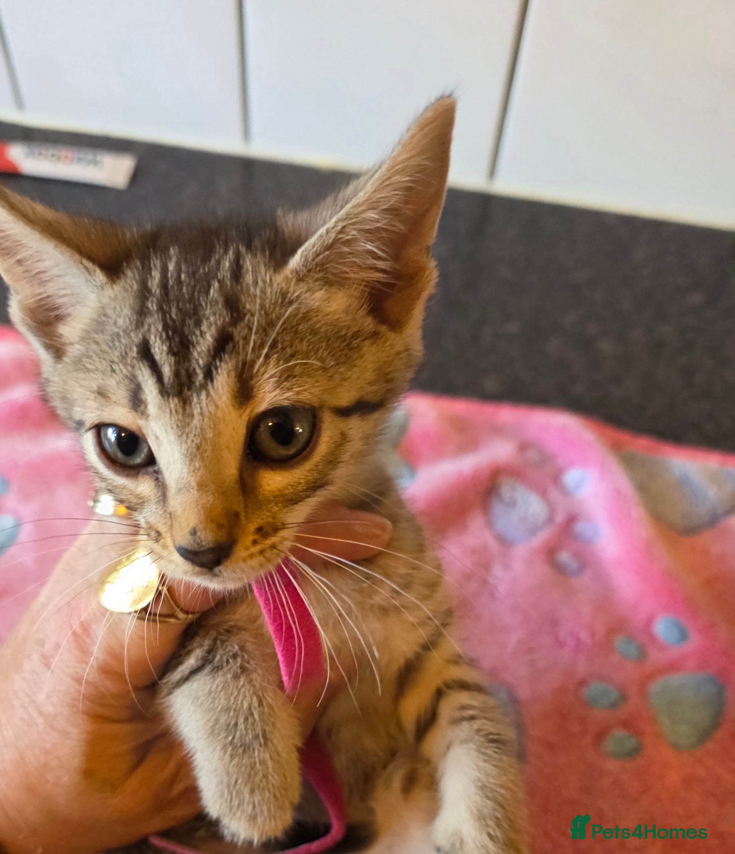 Bengal cats Bengal charcoal silver kittens from snow lynx mum - Advert 2